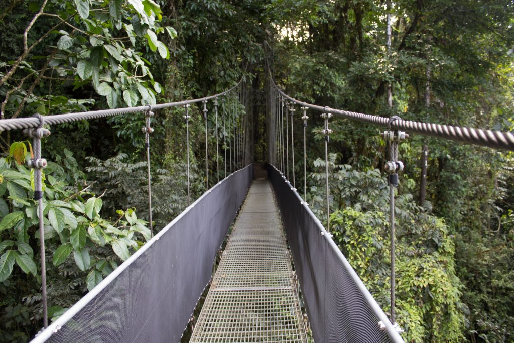 A suspension bridge crossing the jungle canopy